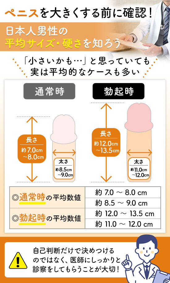 ペニスを大きくする前に知っておくべき平均サイズと硬さ