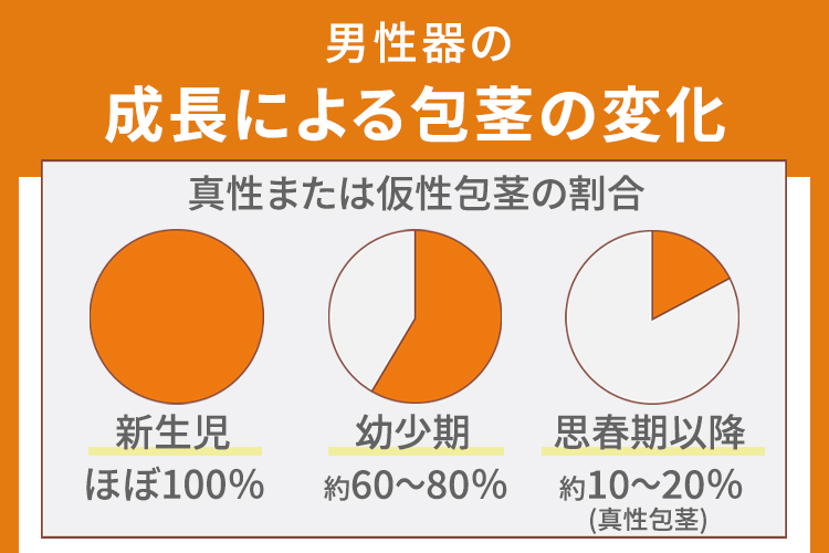 男性器の成長による包茎の変化