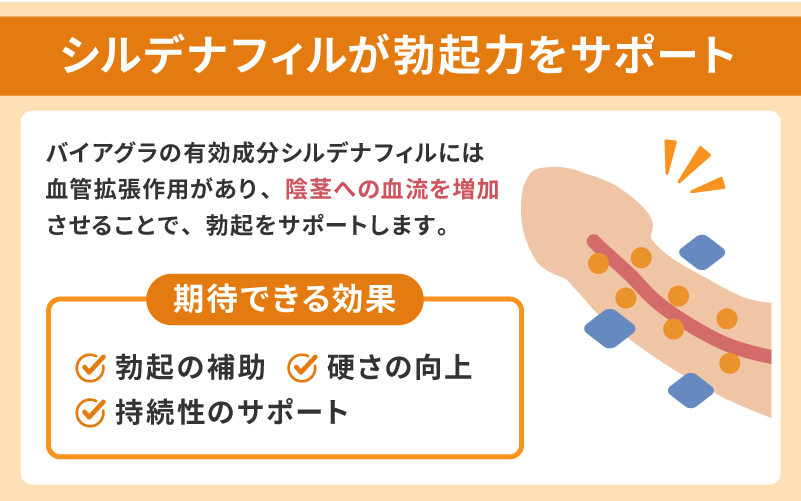 有効成分シルデナフィルが勃起力をサポート